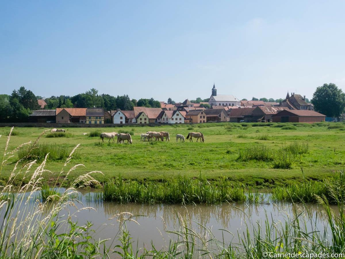 Coeur D'Alsace Colmar Vignobles Ouest Avec Terrasses Vila Wintzenheim Exterior foto